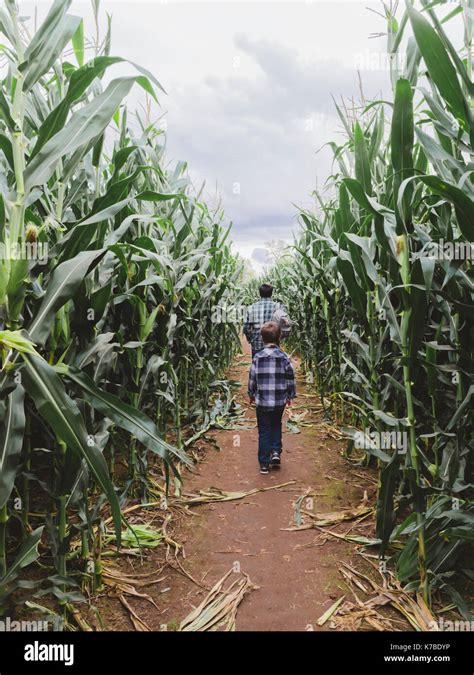 Rear View Of Father And Son Walking Amidst Corn Field Stock Photo Alamy
