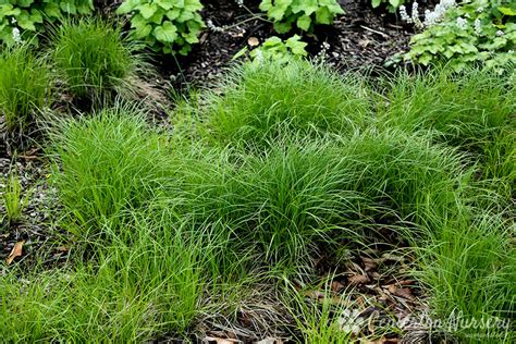 Pennsylvania Sedge Grass