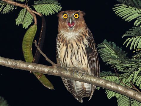 Philippine Eagle Owl Ebird