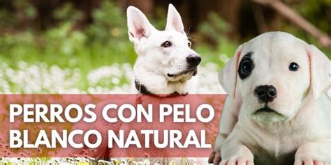 6 Razas De Perros Con Pelo Blanco Natural Blog De Terránea