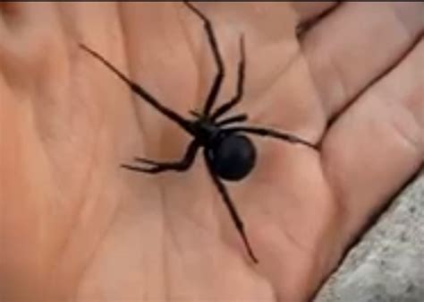 And outside, try to avoid woodpiles, fallen tree branches, and other places they may hide. Black Widow Spider Bite - Pictures, Symptoms, Treatment ...
