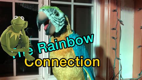 Squawkers Mccaw Sings The Rainbow Connection The Muppets Kermit Jim