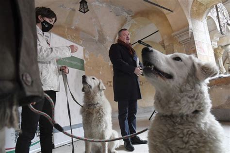 Az elesett magyar vidék hősei nem vesztették el a derűt, és még szeretni is képesek. V. Németh Zsolt bemutatja: Nemzeti kincsünk a kuvasz ...