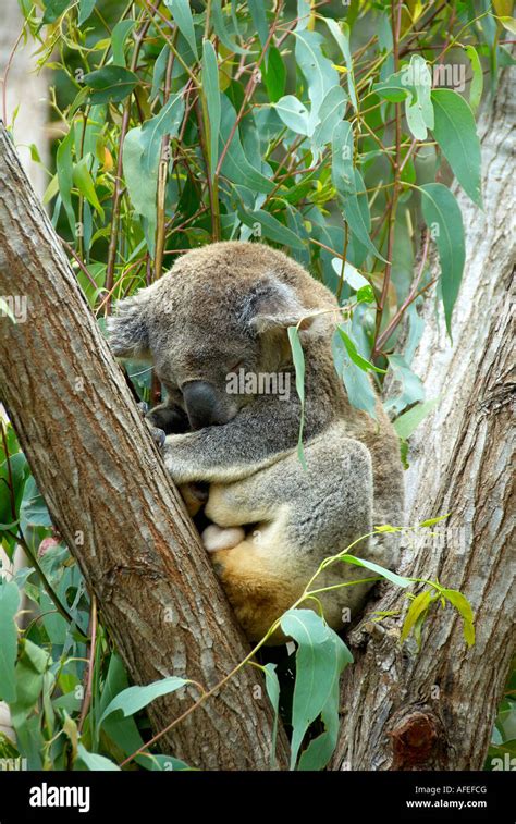 Koala Sleeping In Tree Stock Photo Alamy