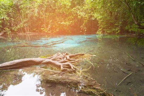 Water Lake In Tropical Deep Forest In National Park Stock Photo Image