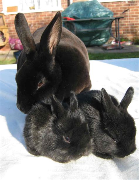 Black Rabbits Fluffy Bunny Rabit Best Meat Hare Bunnies Cuddly