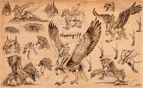 Hippogriff Sketches By Silver Iruka On Deviantart Harry Potter