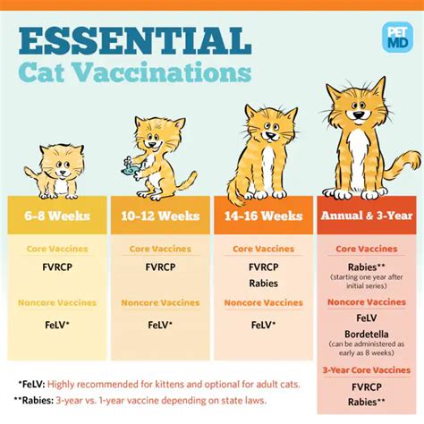Your Cats Vaccine Schedule Home At Last Rescue
