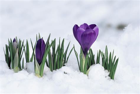Crocus Photograph Crocus Flower In The Snow By David Aubrey Crocus