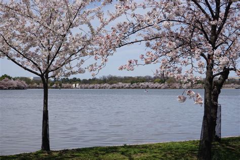 Cherry Blossom Ten Mile Run Touring A Plethora Of Pink Blossoms In Washington Dc Two Swiss