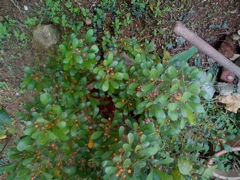 Gambar bunga dan pemandangan alam seluruh dunia yang cantik. pokok herba,bunga, ulaman dan segala jenis tumbuhan