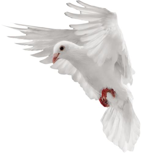 Pigeon Png Transparent Picture Png Mart