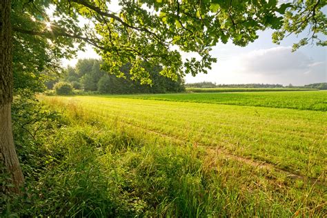 Free Summer Fields Stock Photo - FreeImages.com