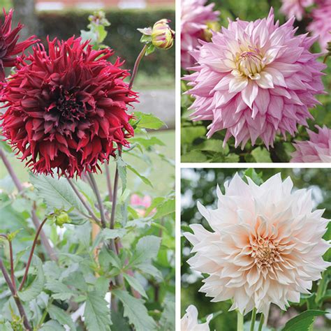 That's why planting flowers that attract bees is so crucial because more bees mean the rest of your garden will be happier as well. Dahlia Dinner Plate Garden Flower Bulb Collection from DT ...