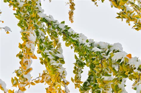 Goethe would undoubtedly bolt over to the botanical garden to visit the tree he planted there so many years ago.his beloved ginkgo, which is now the oldest in thuringia. Ginkgo im Garten » So fühlt er sich hier pudelwohl
