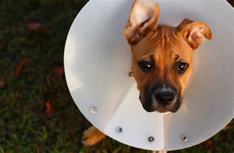 How To Treat Mange in Dogs | Healthy Paws Pet Insurance