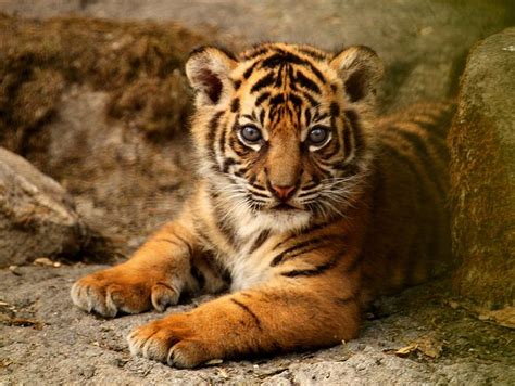 Sumatran Tiger Cub Flickr Photo Sharing Cute Wild Animals