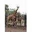 Jacksonville Zoo Celebrates Birth Of Its 40th Giraffe  WJCT NEWS