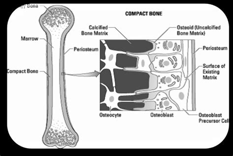 210 Picture Showing Bone Composition And Extracellular Matrix