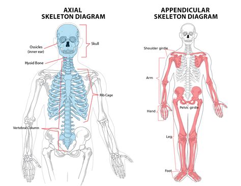 The ribs are elastic arches of bone, which form a large part of the thoracic skeleton. How Many Bones are in the Human Body? - Fitnistics.com