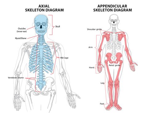 They make up the chest bones. How Many Bones are in the Human Body? - Fitnistics.com