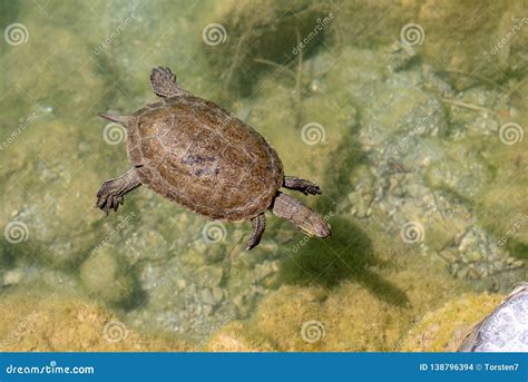 Turtle Swimming In A Pond Stock Photo Image Of Geoemydidae 138796394