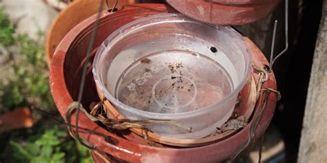 How To Treat Standing Water To Prevent Mosquitoes In Your Yard Hawx