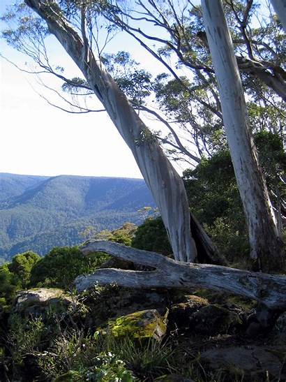 Barrington Tops National Park Lookout Nsw Wikipedia