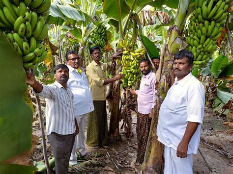 Locked Down Ap Farmers Going Bananas Greenstories