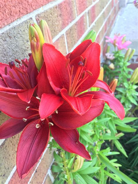 The asiatic lily (lilium asiatica) makes a perfect plant for landscape design. Recently transplanted some dying asiatic lilies from my ...