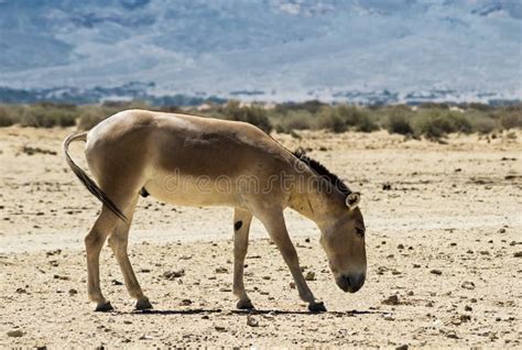 The Onager In Israeli Nature Reserve Stock Photo Image Of Negev