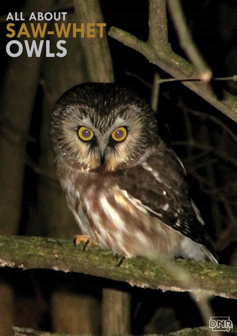 Saw Whet Owls Iowas Mysterious And Tiny Winter Visitor Dnr News