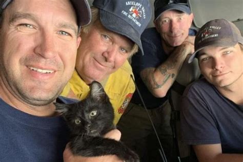 Watch Kitten Survives Three Days 170 Miles In Engine Compartment Of Car