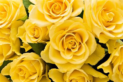 Fundo De Rosas Amarelas — Fotografias De Stock © Mishoo 10777821