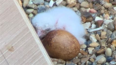 First Peregrine Chick Hatches At St Albans Cathedral Bbc News