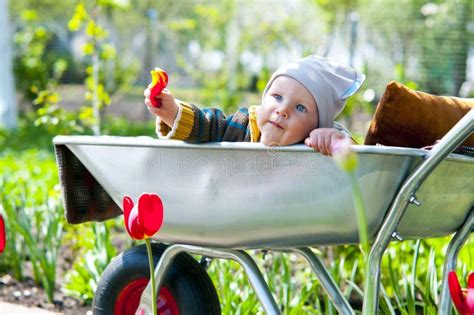 A Child In A Wheelbarrow Stock Photo Image Of Health 69416442
