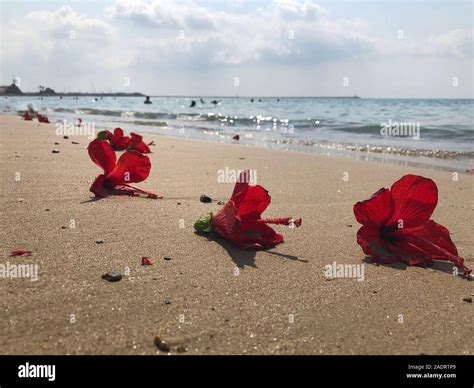 Hibiscus Flowers Beach High Resolution Stock Photography And Images Alamy