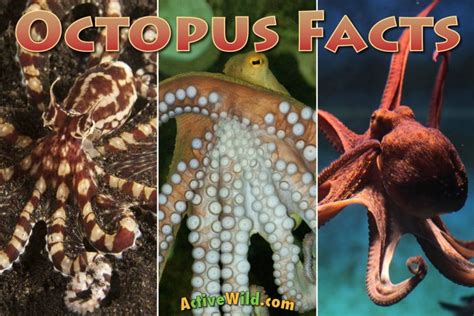 Octopus Facts For Kids And Adults All You Need To Know About Octopuses