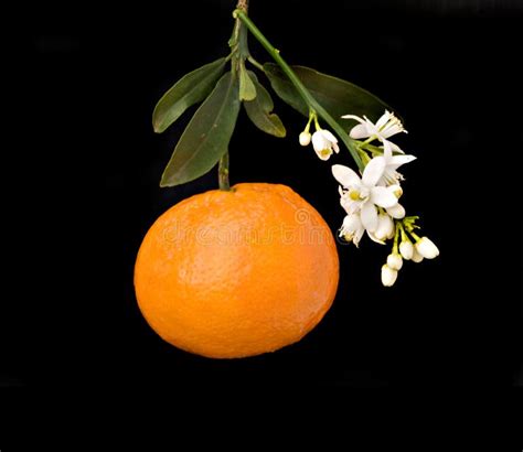 Tangerine With Flowers Stock Image Image Of Background 8884173