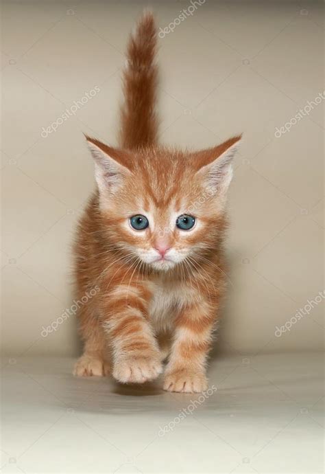 Cute Fluffy Ginger Kitten Vlrengbr