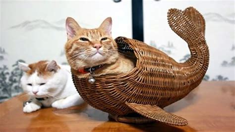 Funny Photos Of Cats That Can Fit Anywhere Youtube