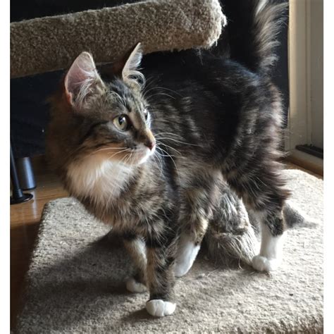 Ticked tabby (cinnamon ticked tabby). Cinnamon the chirpy fluffy tabby cat - Female Domestic ...