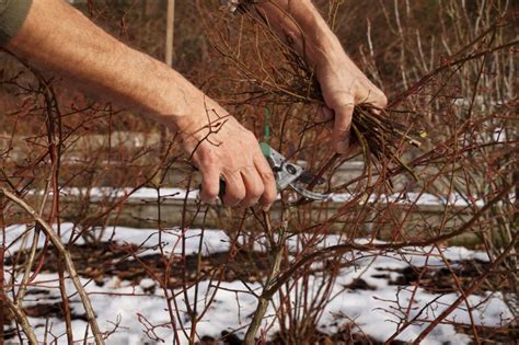 Winter Pruning Tips To Get The Job Done Right Southeast Agnet