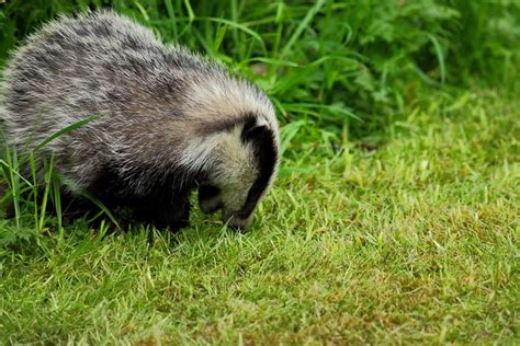 Ask The Naturalist Do Badgers Hibernate