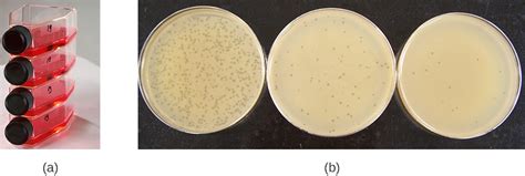Cells derived from kidney tissues are anchorage dependent primary cell culture which requires another surface for attachment. Isolation, Culture, and Identification of Viruses ...
