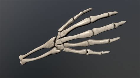 Skeleton Arm Download Free 3d Model By Cohitrippy D106d3a Sketchfab