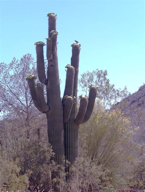 Towering above all other vegetation in the deserts of the southwest, the arms of the saguaro cactus make perfect perches for early morning songbirds. Arizona: Beetles, Bugs, Birds and more: Non-insect ...