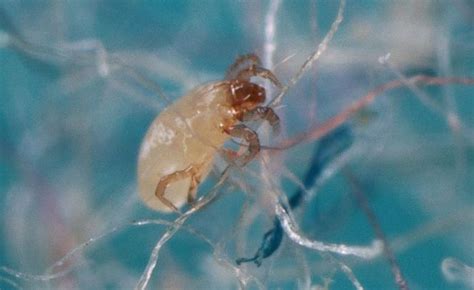 Pictures Of Dust Mites Size Pest Hacks