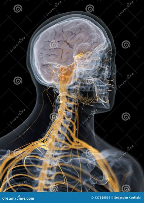 El Cerebro Y El Sistema Nervioso Stock De Ilustraci N Ilustraci N De