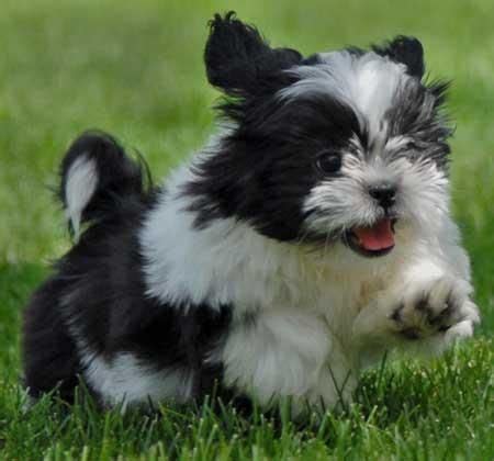 Check spelling or type a new query. Blissfull: Puppy Cute Black Shih Tzu